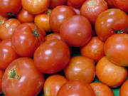tomatoe4.jpg